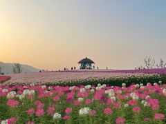 -径山花海