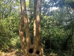 -上海佘山国家森林公园天马山园