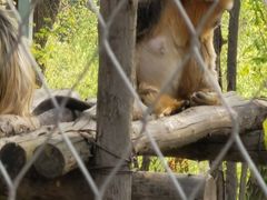 -哈尔滨北方森林动物园