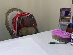 -宠爱国际动物医院· 猫科· 外科·中兽医(长白店)