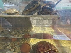 -小胖牛肉馆(安昌旗舰店)