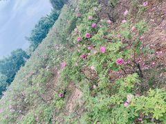 -济南国际园博园