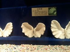 -大连圣亚海洋世界