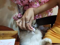-李小姐の猫咖啡馆(五角场店)