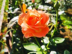-国家植物园