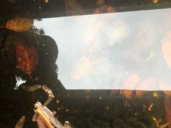 -神仙树公园