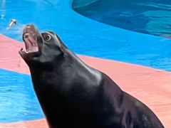 -海合安武汉极地海洋公园