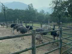 -西安秦岭野生动物园