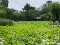 -莲湖公园