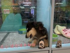 -FAELING PETS美天灵宠物(合生汇店)