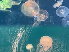 -烟台海昌鲸鲨海洋公园