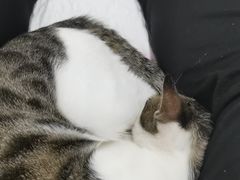 -御宝贝·A梦猫科宠物医院(国际猫友好医院)