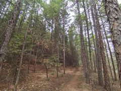 -帽儿山国家森林公园