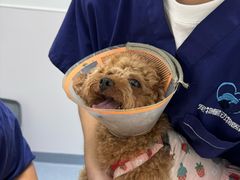 -宠物星动物医院·眼科·异宠·猫科(江南大道总院)