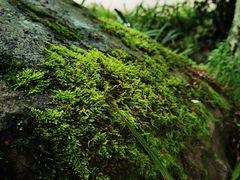 -南山植物园