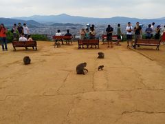 -岚山猴子公园