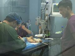 -美联众合宠物医院·爱萌分院·内外科·猫科中心