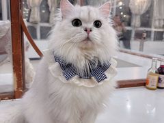 -共舞时光猫咖·狗咖(新街口店)