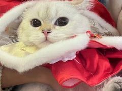 -猫大福·Fortune Cat猫舍(百子湾店)