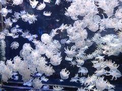 -太平洋海底世界