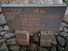 -江心屿景区