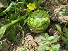 -马陆小张葡萄园农家乐