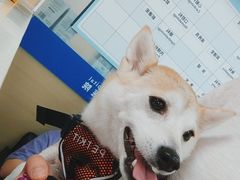 -申普宠物医院·心脏介入·心血管微创(总院)