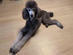 -达爱动物医院·犬猫分区·CT·复杂眼科(远洋山水分院)