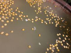 -天目湖涵田半山温泉