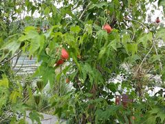 -贵阳市花溪国家城市湿地公园