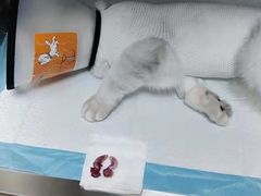 -凯瑞希宠物医院·狂犬免疫·微创·皮肤科
