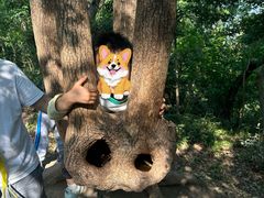 -上海佘山国家森林公园天马山园