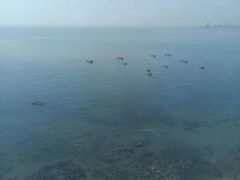 -渔公码头·九龙湾国际饭店