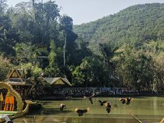 -西双版纳原始森林公园