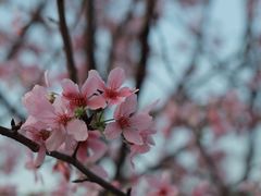 -中国科学院华南植物园