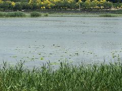 -天津东丽湖风景区