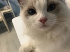 -喵的天空名猫咖啡馆·撸猫·猫舍·用品