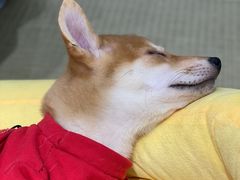 -逗柴咖啡屋·狗咖猫咖宠物桌游