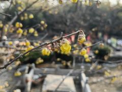 -泰山风景名胜区-普照寺