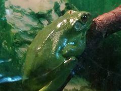 -上海大自然野生昆虫馆(东方明珠·爬宠昆虫探索中心)