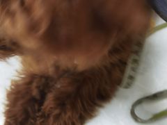 -中农国际动物医院24小时·猫科·骨科·急重症中心