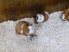-上海大自然野生昆虫馆(东方明珠·爬宠昆虫探索中心)