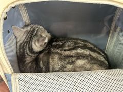 -中农大我爱我爱动物医院·核磁CT·猫病·24小时夜诊中心(石佛营店)