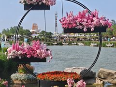 -荷兰花海