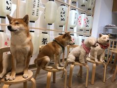 -柴迷FANS CLUB·柴犬狗咖·猫咖