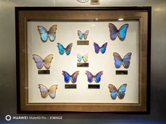 -上海昆虫博物馆