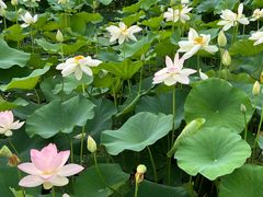 -莲花池公园