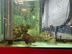 老鼠斑-大茄来海鲜餐厅(亚洲城分行)
