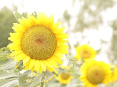 -艾溪湖湿地公园