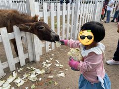 -前小桔亲子创意农场·草莓采摘·露营烧烤